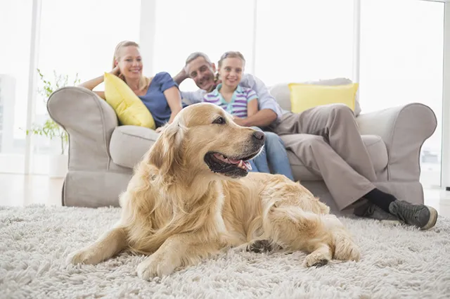 Prepare a sua casa para o pet